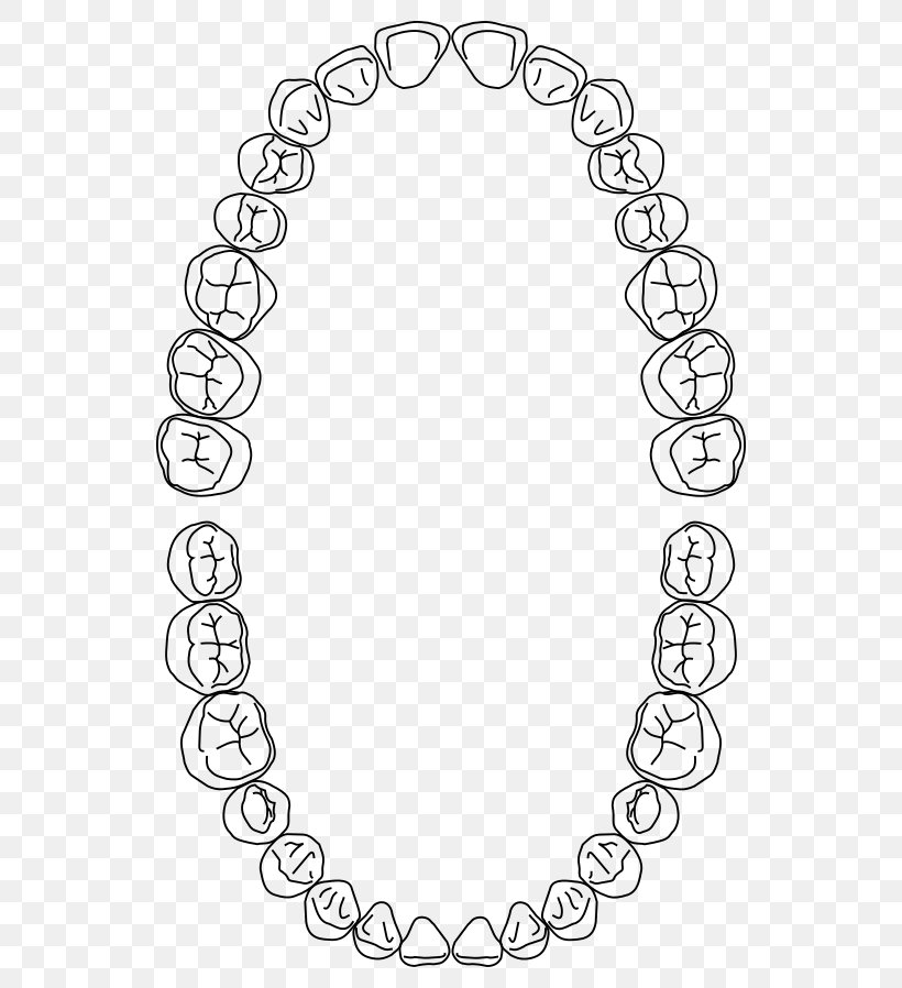 Dentistry Dental Arch Dentures Human Tooth, PNG, 574x898px, Dentistry, Area, Auto Part, Black, Black And White Download Free