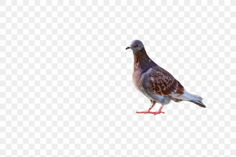 Dove Bird, PNG, 2448x1632px, Pigeon, Beak, Bird, Dove, Feather Download Free
