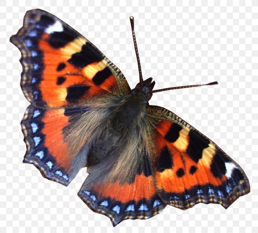 Earth The Zeitgeist Movement World Organization Resource-based Economy, PNG, 800x740px, Earth, Arthropod, Brush Footed Butterfly, Butterfly, Colin R Turner Download Free