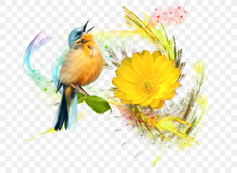 Image Flower Desktop Wallpaper Floral Design Photography, PNG, 800x600px, Flower, Angel, Beak, Bird, Computer Download Free