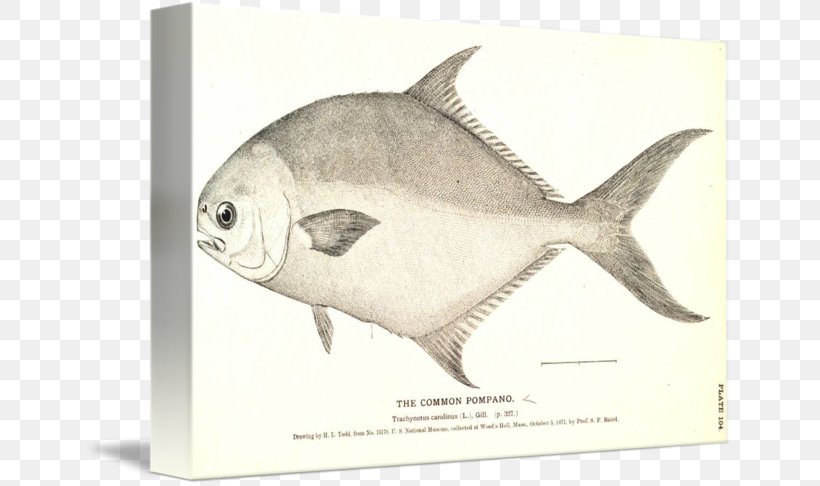 Pompano Beach Florida Pompano Saltwater Fish Fishing, PNG, 650x486px, Pompano Beach, Baking, Carangidae, Cooking, Drawing Download Free