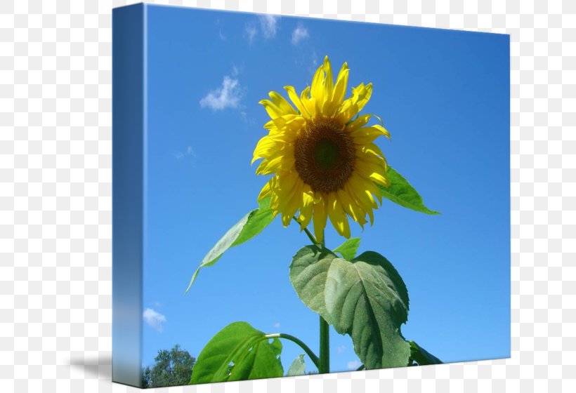 Sunflower Seed Sunflower M Sunflowers Sky Plc, PNG, 650x560px, Sunflower Seed, Daisy Family, Flower, Flowering Plant, Plant Download Free