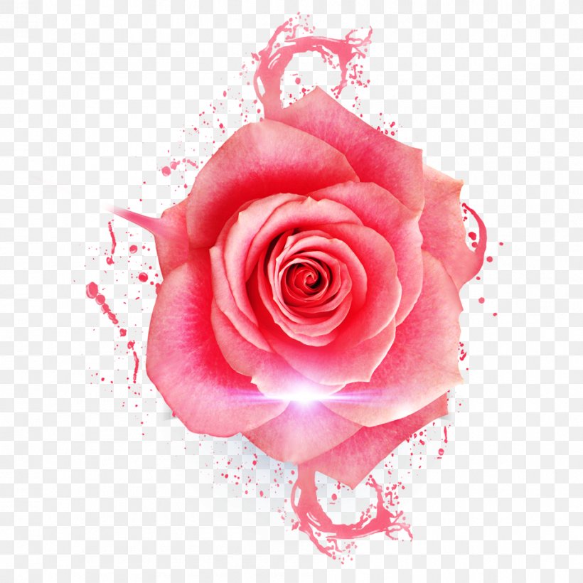 Garden Roses Centifolia Roses Beach Rose Pink Flower, PNG, 945x945px, Garden Roses, Beach Rose, Centifolia Roses, Cut Flowers, Designer Download Free