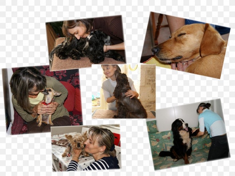 Dog Breed Canine Massage Photography Picture Frames, PNG, 1020x765px, Dog Breed, Breed, Canine Massage, Carnivoran, Collage Download Free