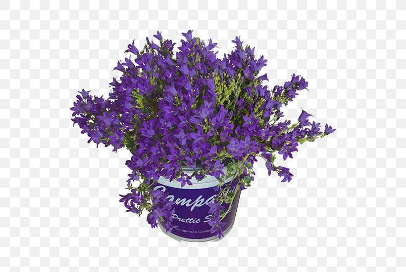 English Lavender Bellflowers Cut Flowers Bellflower Family Flowerpot, PNG, 551x551px, English Lavender, Amyotrophic Lateral Sclerosis, Bellflower Family, Bellflowers, Color Download Free