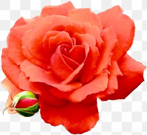 Ave Maria - Garden Roses Cabbage Rose Floribunda Carnation Cut Flowers PNG