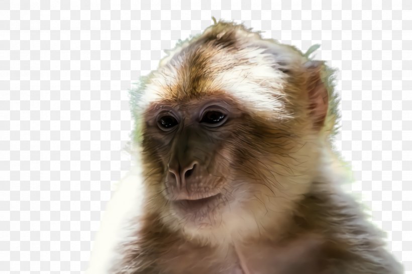 New World Monkey Tufted Capuchin White-fronted Capuchin Marmoset Old World Monkey, PNG, 2448x1632px, New World Monkey, Fur, Macaque, Marmoset, Old World Monkey Download Free