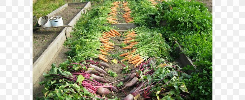 Organic Food Heirloom Plant Vegetable Garden, PNG, 872x359px, Organic Food, Chard, Crop, Food, Garden Download Free
