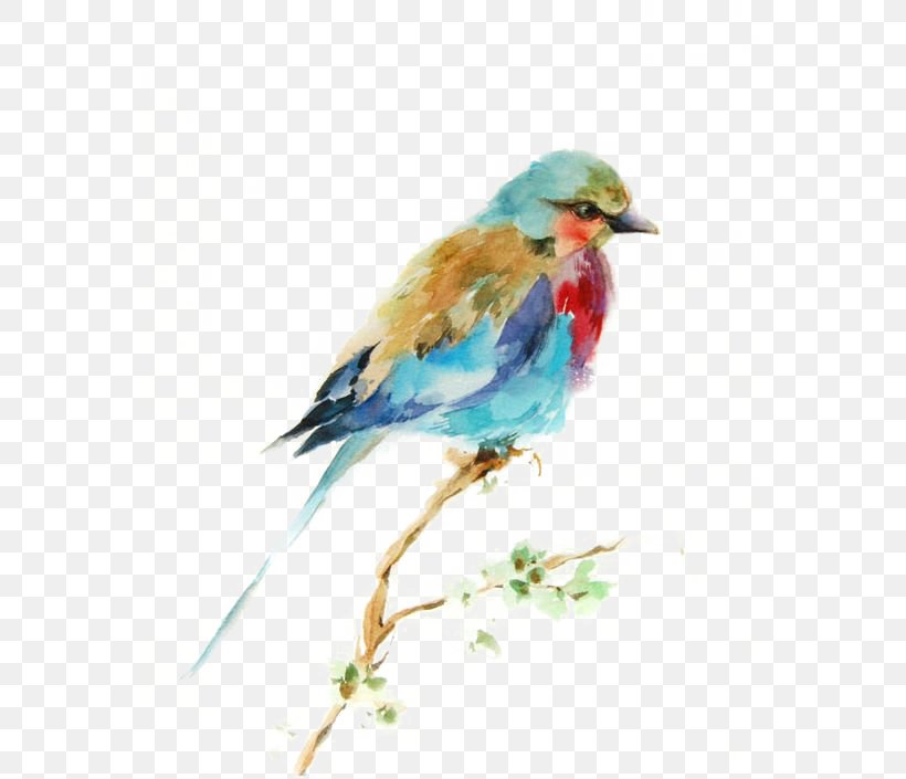 Bird Watercolor Painting Drawing Printmaking, PNG, 564x705px, Watercolor Painting, Art, Art Museum, Artist, Beak Download Free