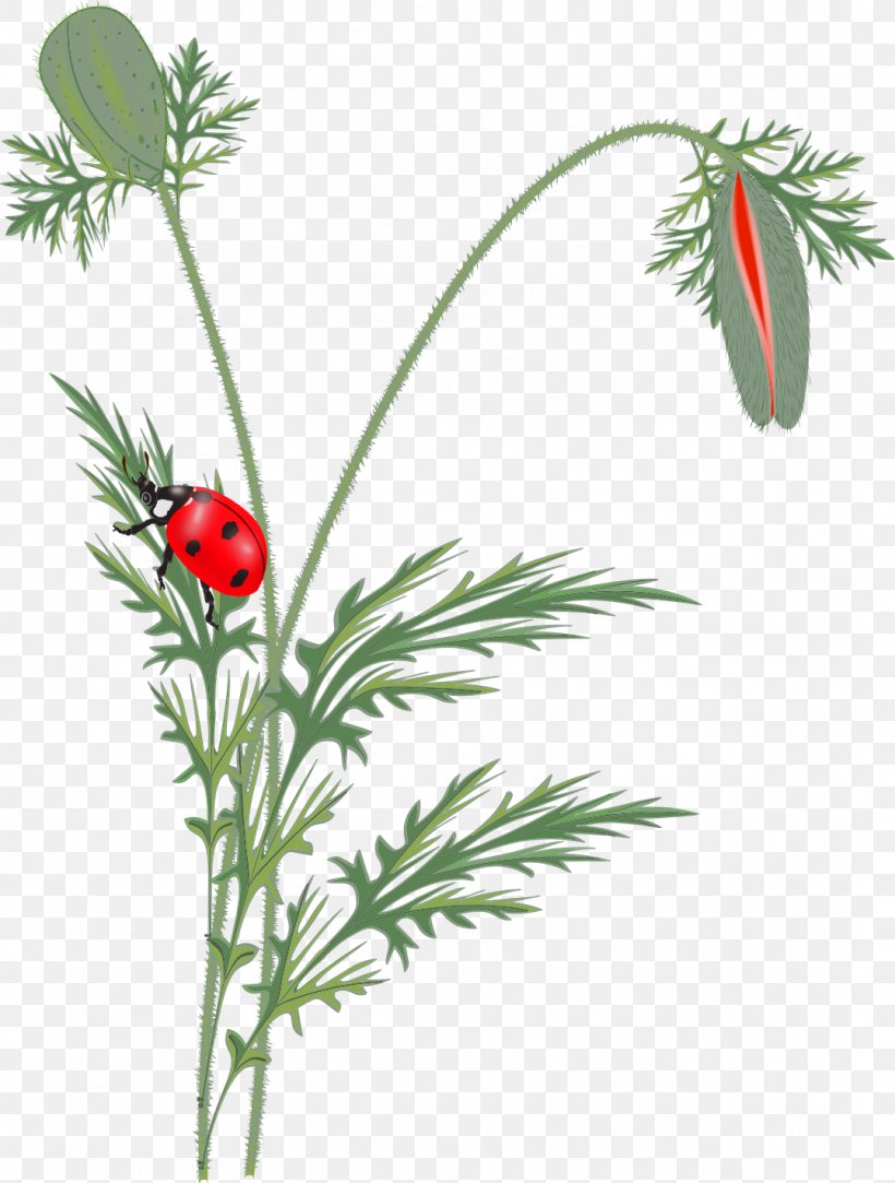Flower Ladybird Poppy Clip Art, PNG, 1077x1423px, Flower, Bee, Branch, Flora, Flowering Plant Download Free