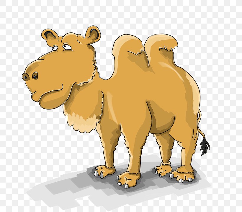 Dromedary Bactrian Camel Cartoon Image Drawing, PNG, 720x720px, Dromedary, Animation, Arabian Camel, Bactrian Camel, Camel Download Free