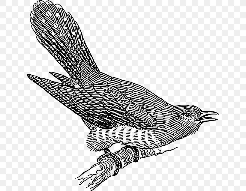 Kakukk, Kakukk, Szól A Liget Kinderlieder Common Cuckoo Kuckuck, Ruft's Aus Dem Wald Kuckuck Ruft's Aus Dem Wald, PNG, 640x637px, Common Cuckoo, Art, Beak, Bird, Bird Of Prey Download Free