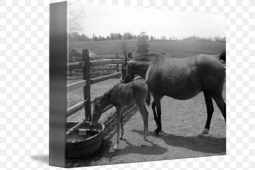 Stallion Horse Mare Mode Of Transport Pack Animal, PNG, 650x547px, Stallion, Black And White, Horse, Horse Like Mammal, Horse Supplies Download Free