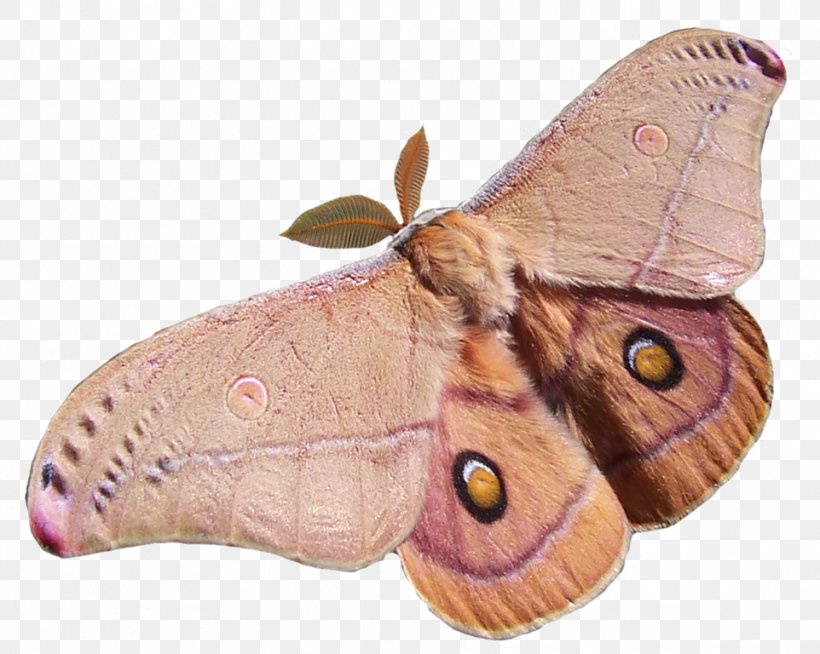 Butterfly Insect Opodiphthera Eucalypti Polyphemus Moth, PNG, 962x768px, Butterfly, Antheraea, Arthropod, Atlas Moth, Bombycidae Download Free