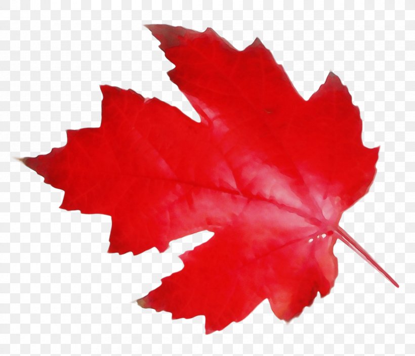 Canada Maple Leaf, PNG, 1180x1014px, Watercolor, Black Maple, Canada, Canadian Cuisine, Canadian Gold Maple Leaf Download Free