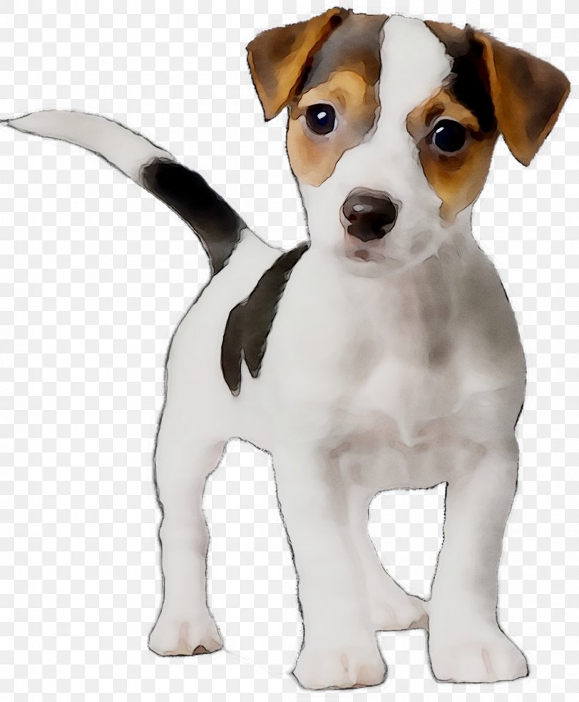 Dog Breed Jack Russell Terrier Puppy Miniature Fox Terrier Parson Russell Terrier, PNG, 1053x1276px, Dog Breed, Animal, Brazilian Terrier, Canidae, Carnivore Download Free
