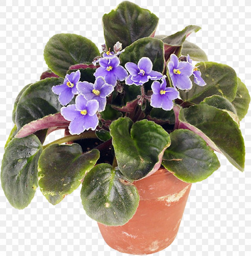 Houseplant African Violets Flowerpot, PNG, 1176x1200px, Plant, African Violets, Cactaceae, Floristry, Flower Download Free