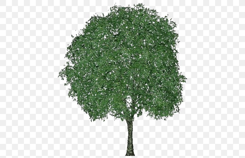 Tilia Cordata Tree Quercus Mongolica Branch Quercus Dentata, PNG, 750x527px, Tilia Cordata, Bark, Branch, Crown, Deciduous Download Free