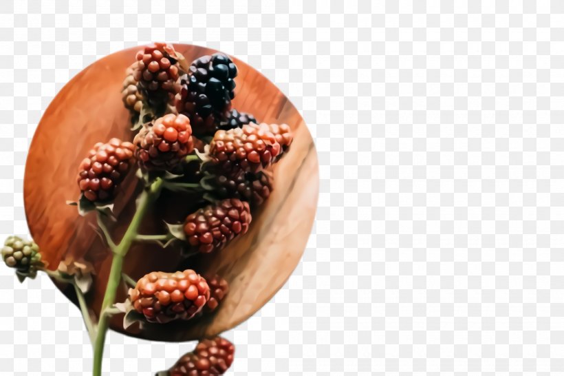Blackberry Plant Berry Fruit Tree, PNG, 2000x1332px, Blackberry, Berry, Flower, Food, Fruit Download Free