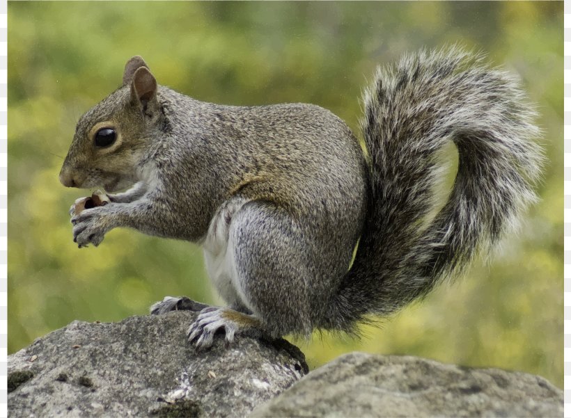 Red Squirrel Rodent Wildlife Eastern Gray Squirrel, PNG, 800x601px, Squirrel, American Red Squirrel, Animal, Animal Control And Welfare Service, Eastern Gray Squirrel Download Free