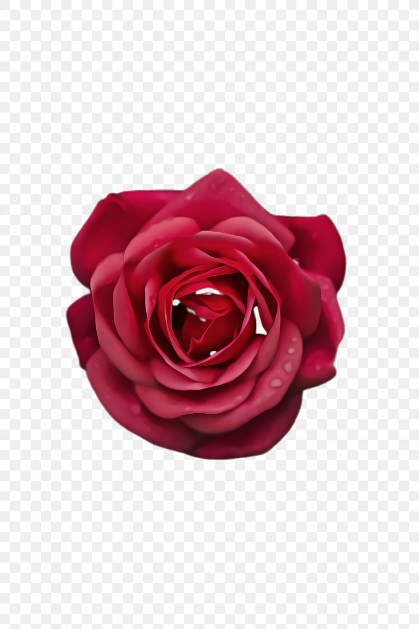 Garden Roses, PNG, 1632x2448px, Rose, Flower, Garden Roses, Hybrid Tea Rose, Petal Download Free