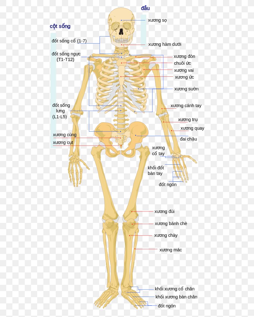 Human Skeleton Human Body Bone The Skeletal System, PNG, 530x1024px, Watercolor, Cartoon, Flower, Frame, Heart Download Free