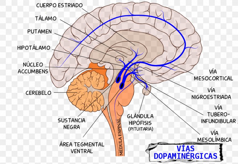 Mesolimbic Pathway Tuberoinfundibular Pathway Dopaminergic Pathways Brain, PNG, 918x633px, Watercolor, Cartoon, Flower, Frame, Heart Download Free