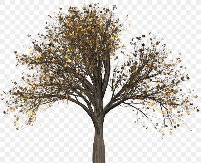 Twig Clip Art Tree Elm, PNG, 1280x1037px, Twig, Autumn, Autumn Leaf Color, Branch, Deciduous Download Free