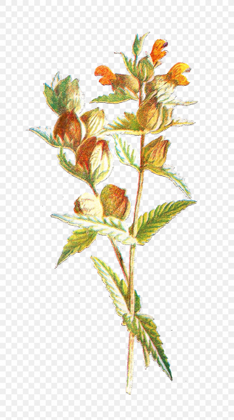 Twig Plant Stem Flowering Plant Leaf, PNG, 890x1596px, Twig, Botany, Flower, Flowering Plant, Leaf Download Free