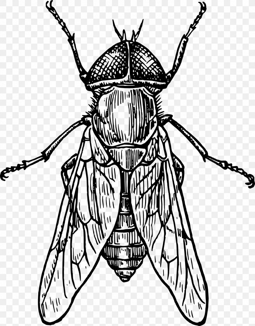 Beetle Mosquito Drawing Clip Art, PNG, 1503x1920px, Beetle, Arthropod, Artwork, Bee, Black And White Download Free
