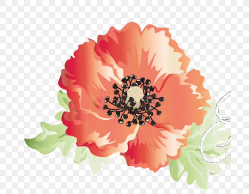 Cut Flowers Opium Poppy Clip Art, PNG, 700x638px, Flower, Annual Plant, Cut Flowers, Daisy Family, Drawing Download Free