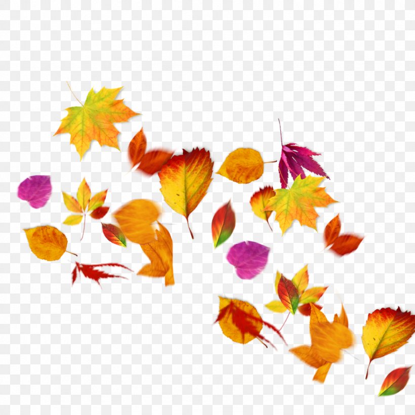 Orange, PNG, 1024x1024px, Leaf, Autumn, Flower, Orange, Petal Download Free