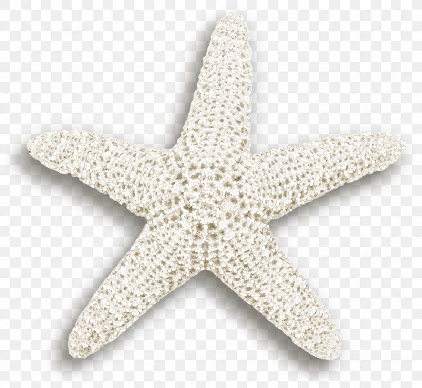 Starfish Euclidean Vector Plant, PNG, 1118x1029px, Starfish, Aquatic Animal, Aquatic Plant, Echinoderm, Gratis Download Free