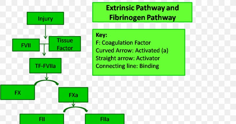 Coagulation Thrombus Definition Fibrinogen Blood, PNG, 1200x630px, Watercolor, Cartoon, Flower, Frame, Heart Download Free