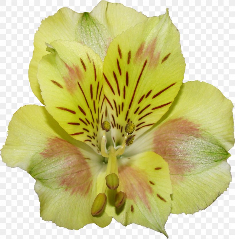 Download, PNG, 1350x1375px, Computer Graphics, Alstroemeriaceae, Cut Flowers, Daylily, Flower Download Free