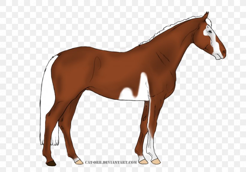 Foal Mane Mare Stallion Colt, PNG, 900x633px, Foal, Bay, Bridle, Chestnut, Colt Download Free