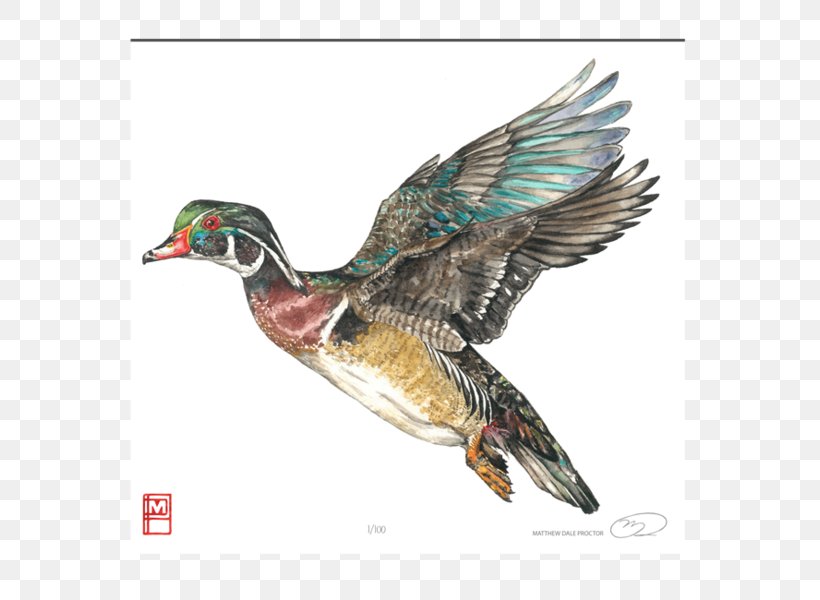 Mallard Goose Wood Duck Bird, PNG, 600x600px, Mallard, Aix, Anseriformes, Art, Beak Download Free