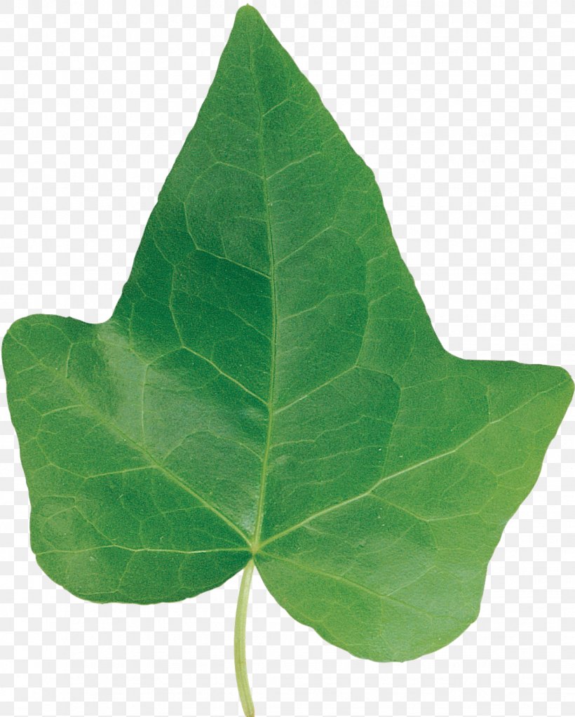 Plant Leaf, PNG, 1131x1410px, Plant, Green, Ivy, Leaf Download Free