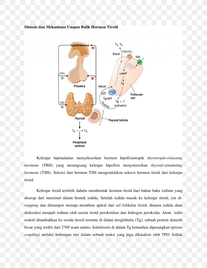 Thyroid Hormones Thyroid-stimulating Hormone Iodine Deficiency, PNG, 1700x2200px, Thyroid Hormones, Area, Diagram, Gland, Homeostasis Download Free