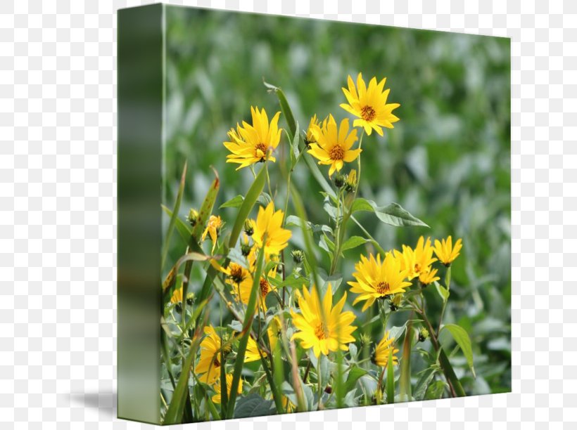 Dandelion Common Sunflower Plant Wildflower, PNG, 650x612px, Dandelion, Common Daisy, Common Sunflower, Daisy Family, Flower Download Free