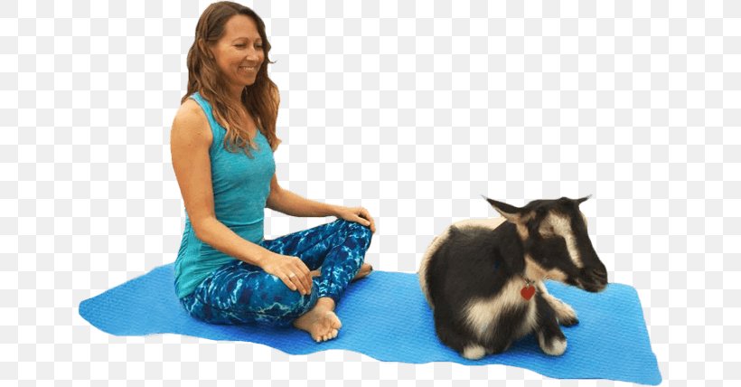 Goat Yoga Instructor Pet Animal-assisted Therapy, PNG, 649x428px, Goat, Animal, Animalassisted Therapy, Crazy Train, Livestock Download Free
