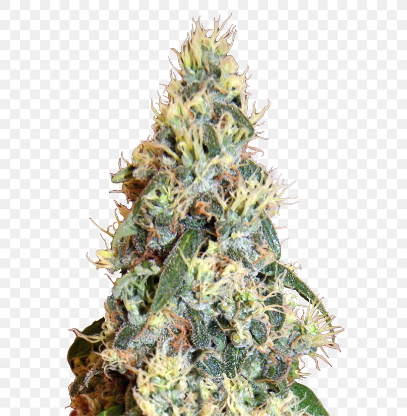 Jack Herer Autoflowering Cannabis Grow Shop Cannabis Ruderalis, PNG, 638x837px, Jack Herer, Autoflowering Cannabis, Cannabidiol, Cannabis, Cannabis Ruderalis Download Free