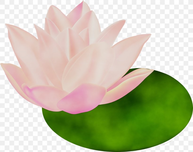 Lotus, PNG, 2999x2370px, Watercolor, Aquatic Plant, Flower, Lotus, Lotus Family Download Free