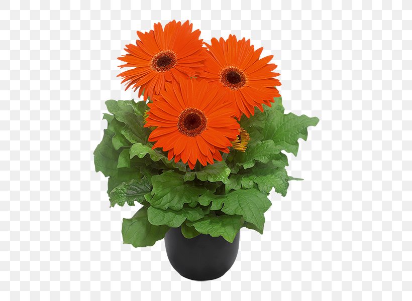 Transvaal Daisy Cut Flowers Floral Design Chrysanthemum, PNG, 600x600px, Transvaal Daisy, Annual Plant, Chrysanthemum, Chrysanths, City Download Free