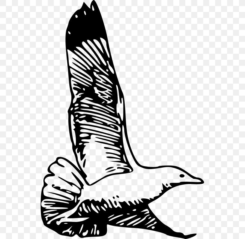 European Herring Gull Bird Clip Art, PNG, 547x800px, Watercolor, Cartoon, Flower, Frame, Heart Download Free