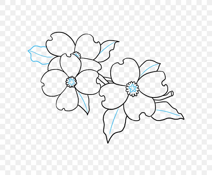 Flowering Dogwood Drawing Image Petal, PNG, 680x678px, Flowering Dogwood, Art, Blue, Cornales, Cut Flowers Download Free