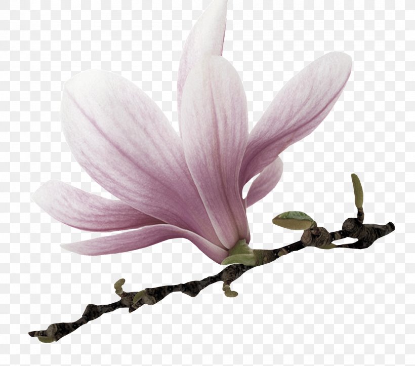 Flower Clip Art, PNG, 2133x1882px, Flower, Blossom, Color, Flowering Plant, Herbaceous Plant Download Free