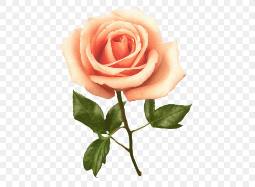 Flower Garden Roses Clip Art, PNG, 431x600px, Flower, Cut Flowers, Drawing, Floribunda, Floristry Download Free