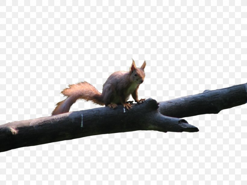 Red Squirrel Rodent Bird Tree Squirrel, PNG, 1024x768px, Squirrel, Animal, Bird, Deviantart, Fauna Download Free