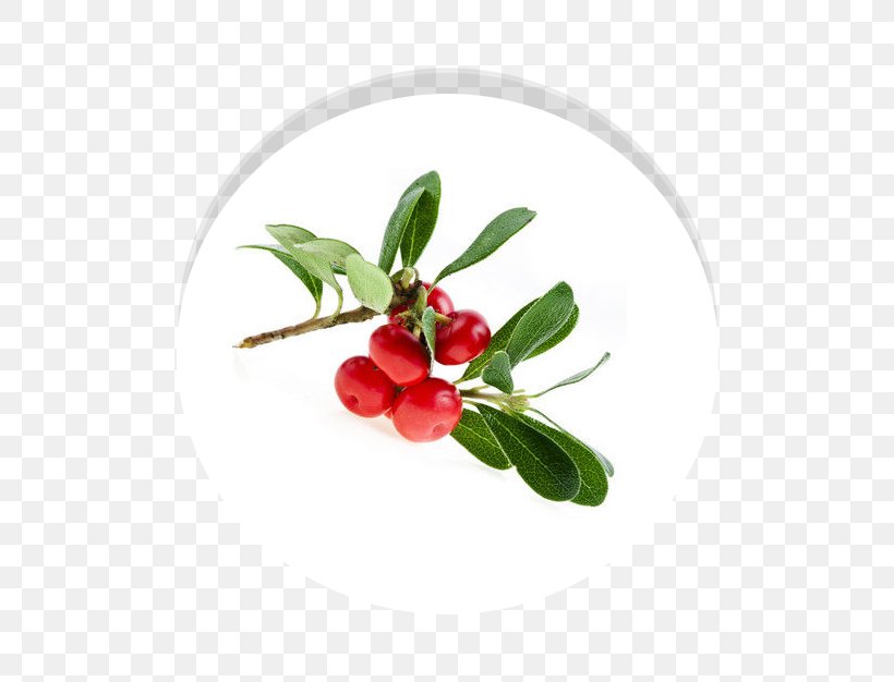 Bearberry Extract Arbutin Urinary Tract Infection Excretory System, PNG, 634x626px, Bearberry, Arbutin, Arctostaphylos, Astringent, Berry Download Free